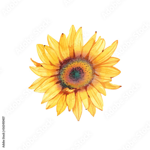 Fototapeta Naklejka Na Ścianę i Meble -  Handpainted watercolor sunflowers. Bright watercolor clipart of sunflowers. Can be used for your project,greeting cards,wedding,cards,bouquets,wreaths,invitation