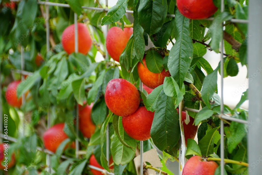 A bunch of red nectarine 'Fantasia' fruits on the tree