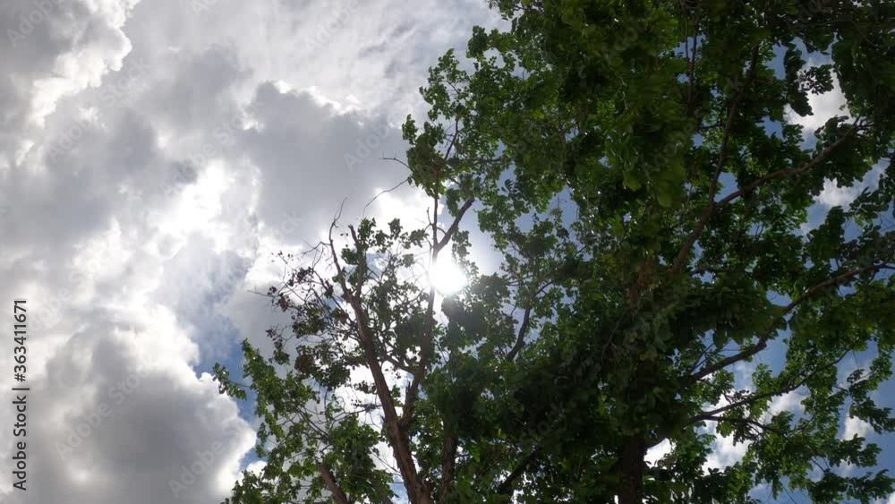 Green Trees leaf Against Blue Sky and clound at front garden Concept. Look Up View in garden 4K Slowmotion Steadycam Footage. Green Trees leaf Against Blue Sky and clound at front garden Concept. Look Up View in garden 4K Slowmotion Steadycam Footage.