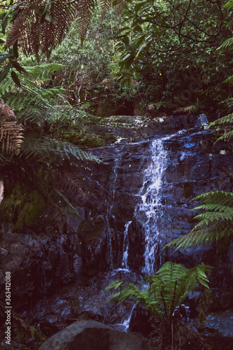 wild bush landscape with waterfall and thick vegetation in Myrtle Falls in Tasmania photo