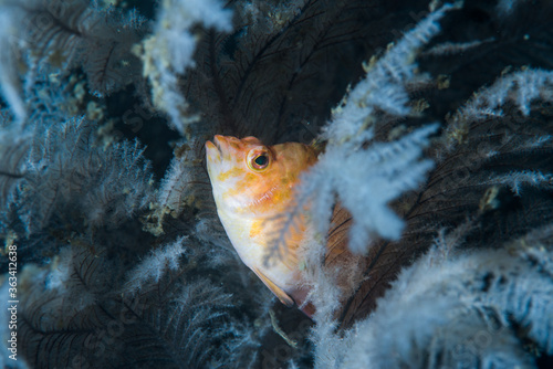 ウミカラマツ(Antipathidae)の枝の間から顔を覗かせるオキゴンべ(Cirrhitichthys aureus)。三重県尾鷲市 photo