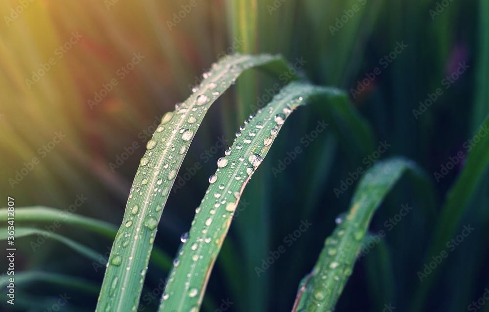 dew on grass dew on grass