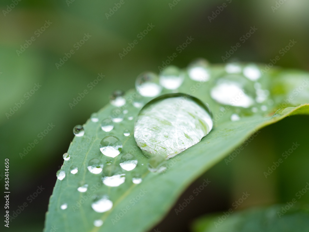 葉に残った雨つぶ 葉に残った雨つぶ