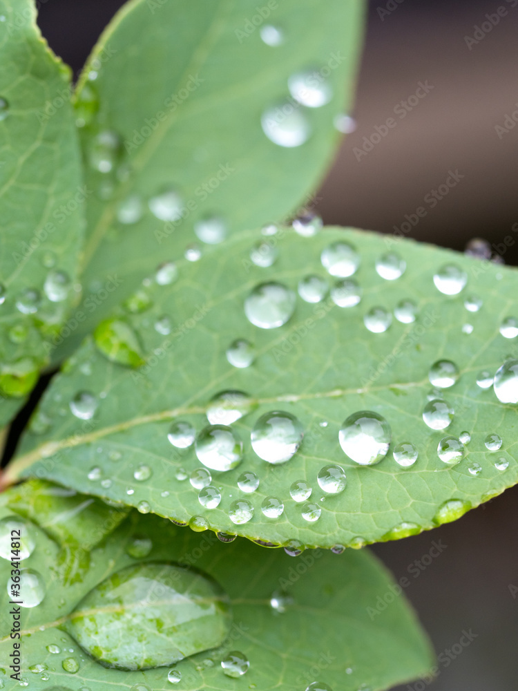 葉に残った雨つぶ 葉に残った雨つぶ