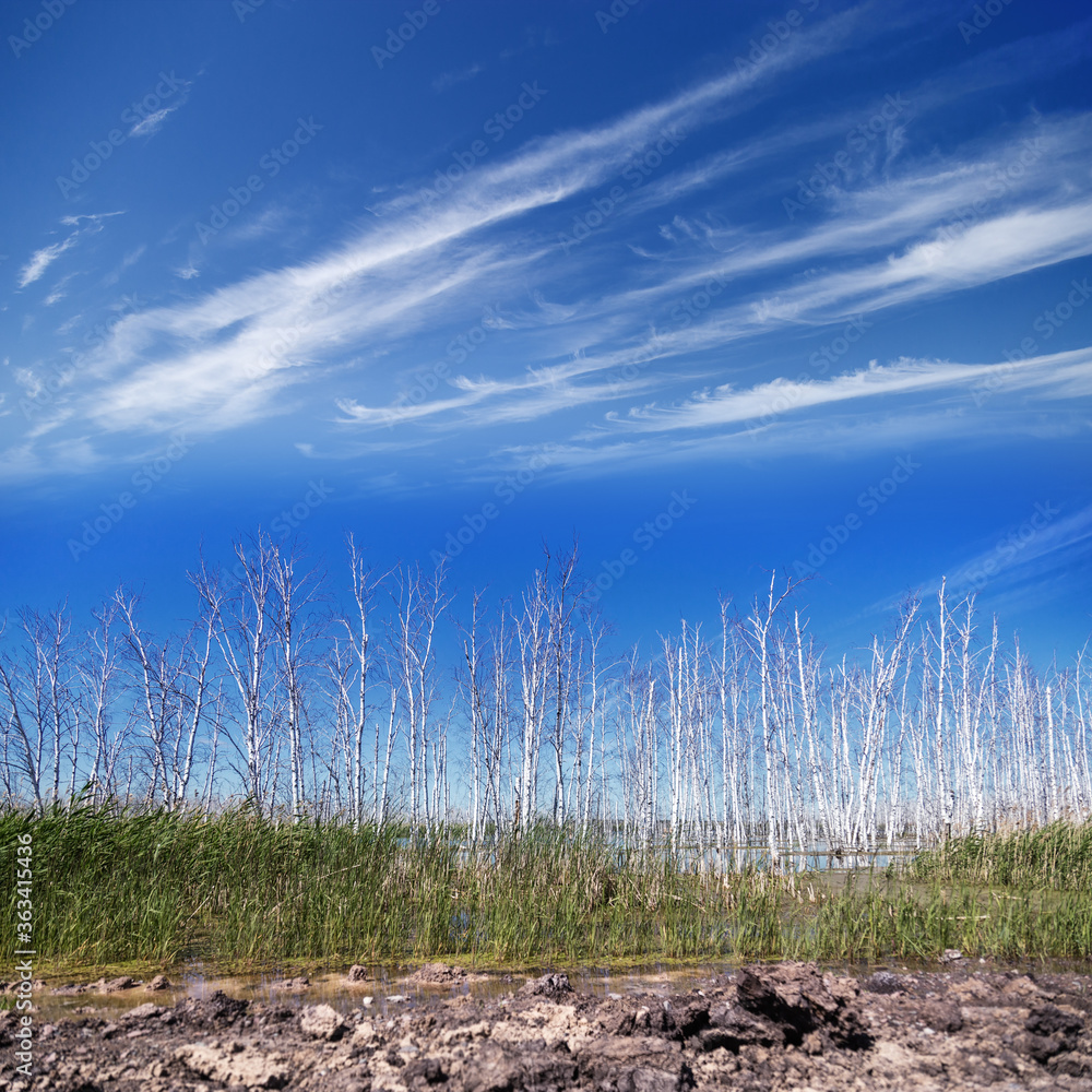 Obraz premium Flooded forest landscape with marsh and dead birch trees. Dried trees in floodwaters and blue sky.