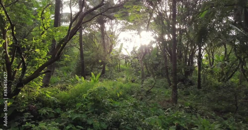 Sun Shining Through Thick Wild Forest In Goa India - wide shot Sun Shining Through Thick Wild Forest In Goa India - wide shot