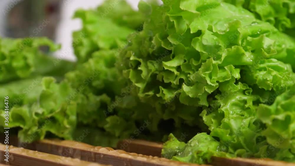 Close up of lettuce in slow motion Close up of lettuce in slow motion
