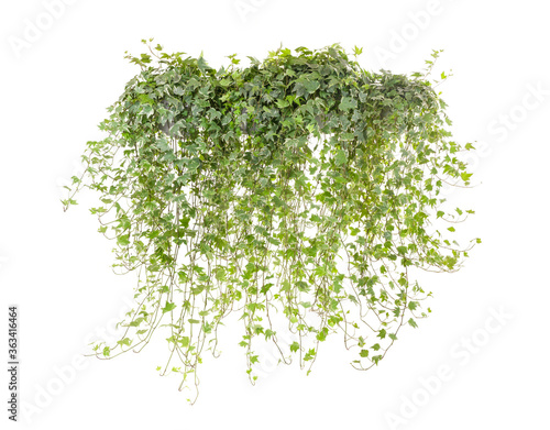 sprig of ivy on a white surface