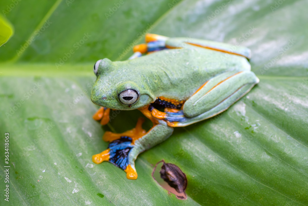 Obraz premium Green tree flying frog in their environment