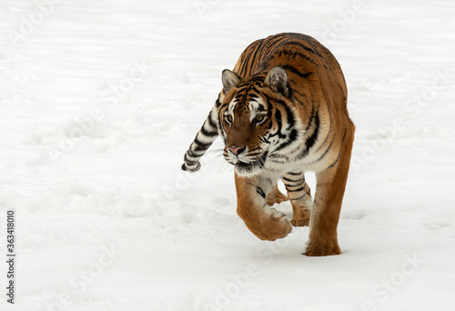 Siberian Tiger close up © Chris