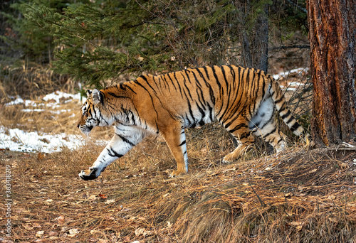 Siberian Tiger close up