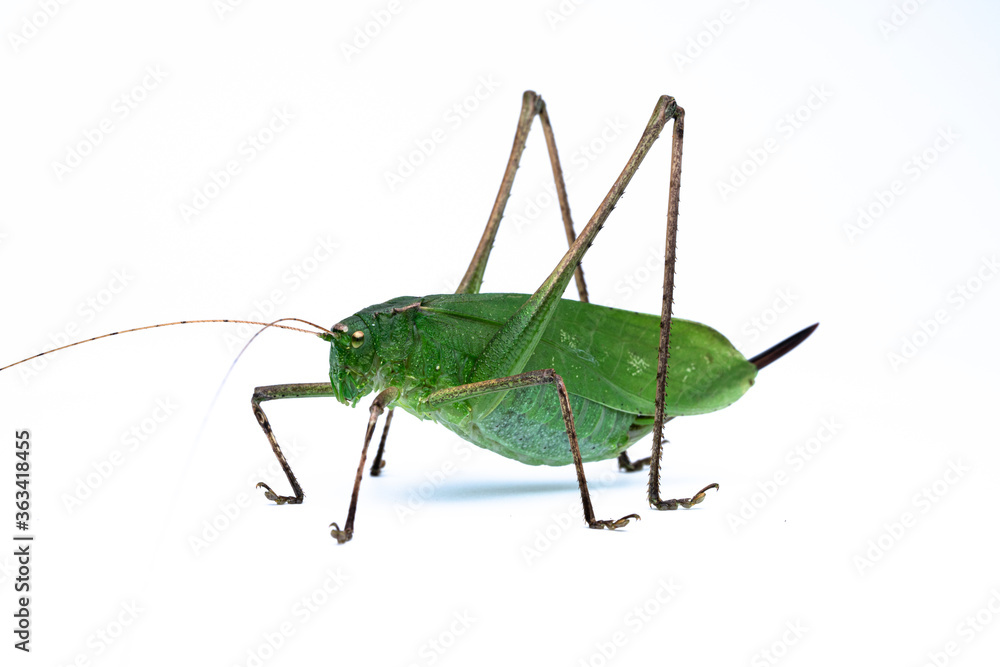 custom made wallpaper toronto digitalクツワムシ　轡虫　バッタ目　キリギリス科　昆虫　メス