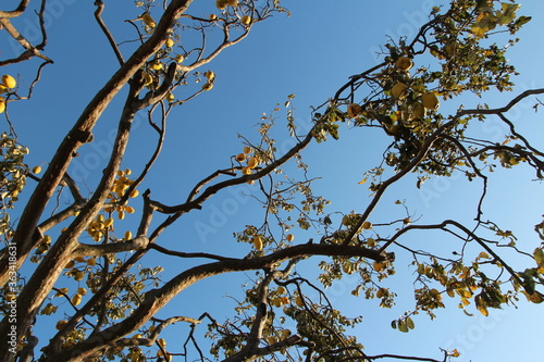 Ripe yellow Korean pears on the tree againt the blue sky in autumn, South Korea © Crystaltmc