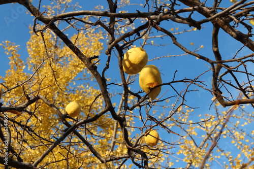 Ripe yellow Korean pears on the tree againt the blue sky in autumn, South Korea