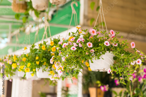 colourful petunia flowers hanging in garden