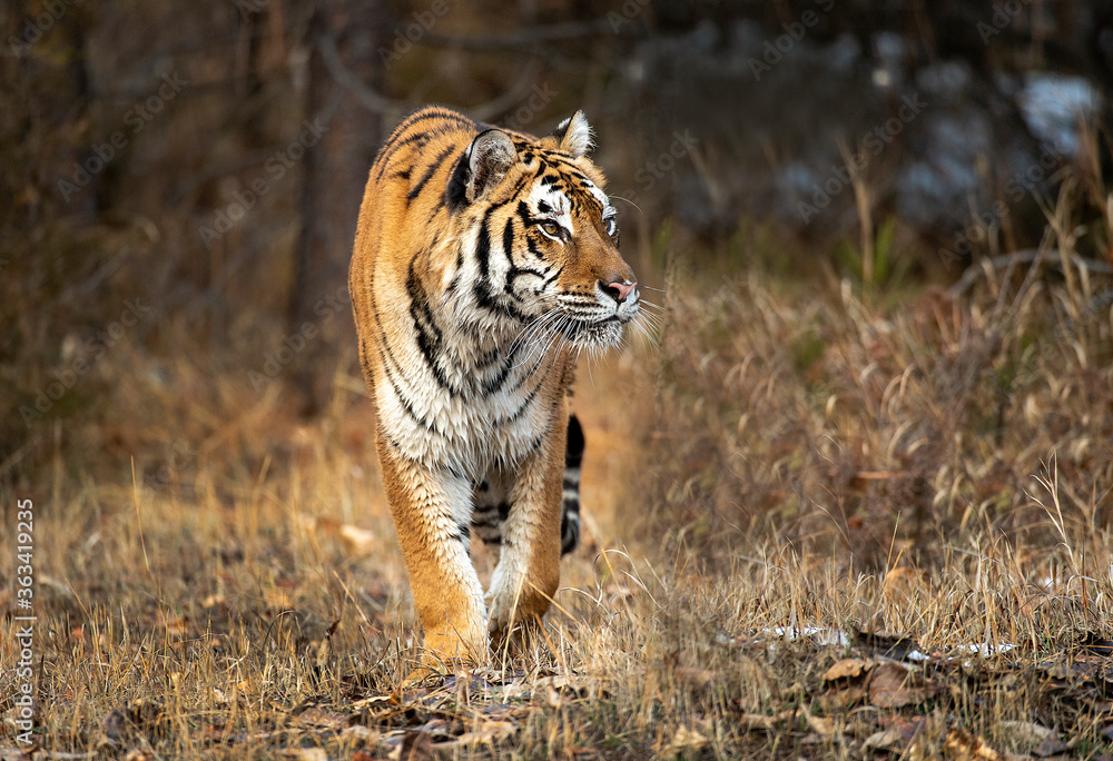 Obraz premium Siberian Tiger close up