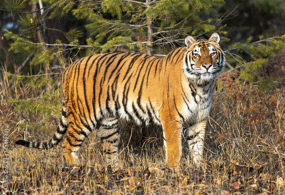 Siberian Tiger close up Siberian Tiger close up