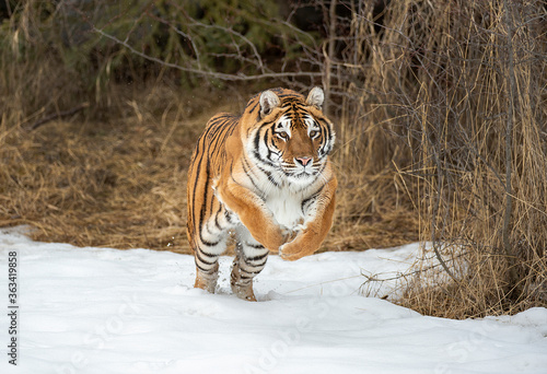 Siberian Tiger close up © Chris