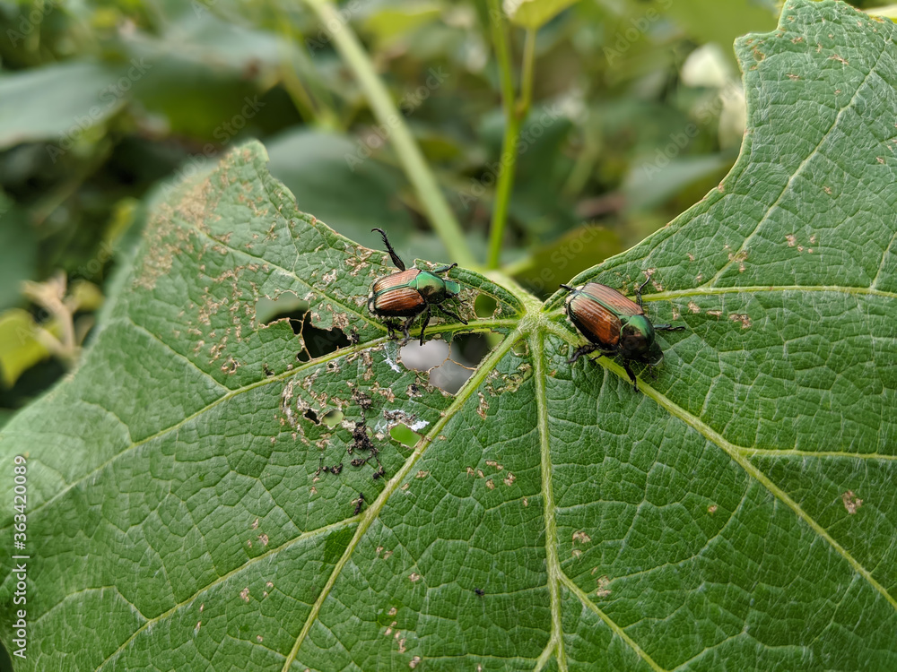 A couple of Japanese beetles (popillia japonica) eat a grape leaf. A couple of Japanese beetles (popillia japonica) eat a grape leaf.