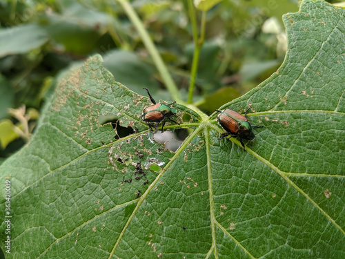 Принти на полотні A couple of Japanese beetles (popillia japonica) eat a grape leaf