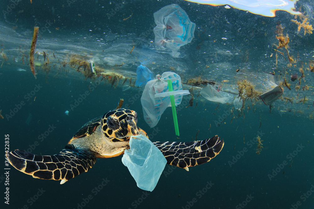 Photo sur Aluminium Problème environnemental du problème de la pollution  plastique. Les tortues de mer peuvent manger des sacs en plastique en les  prenant pour des méduses 