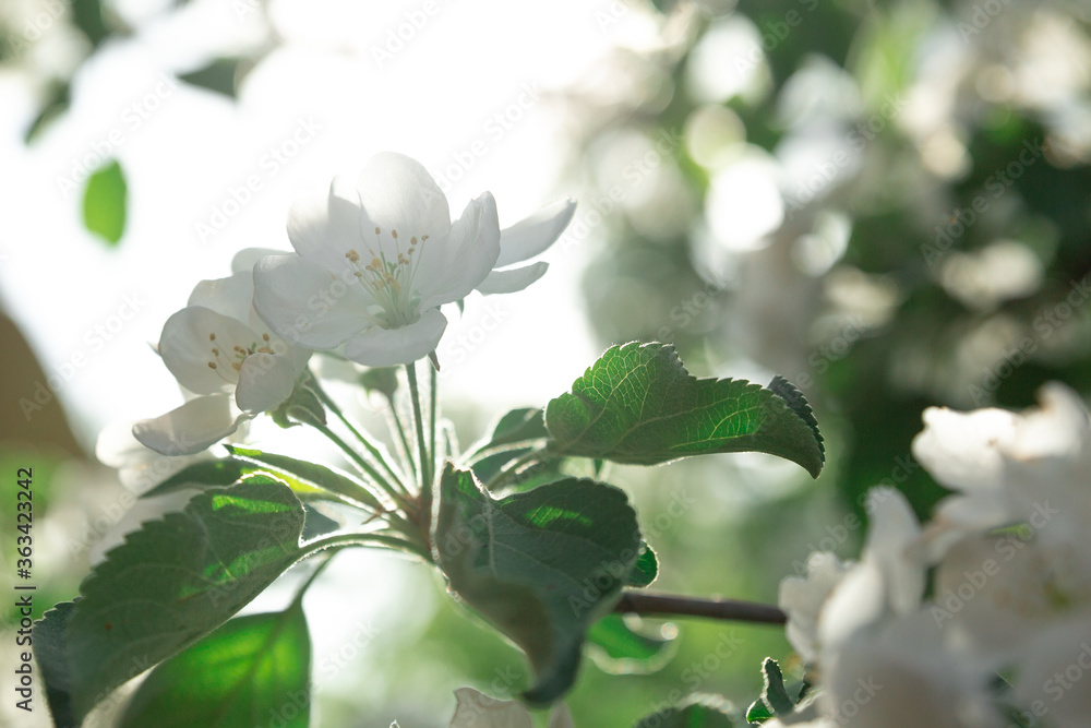 Obraz premium White apple blossoms on a tree in spring
