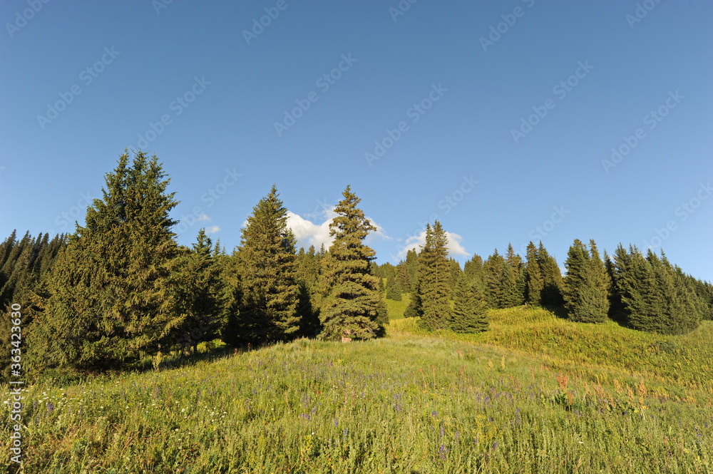 A series of hills with different vegetation: Tianshan firs, wild flowers and grass. Territory near Khan Tengri. A series of hills with different vegetation: Tianshan firs, wild flowers and grass. Territory near Khan Tengri.