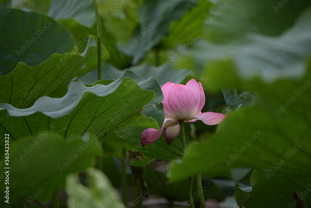 ハスの花 ハスの花