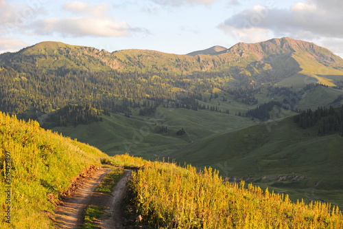 A series of hills with different vegetation: Tianshan firs, wild flowers and grass. Territory near Khan Tengri. photo