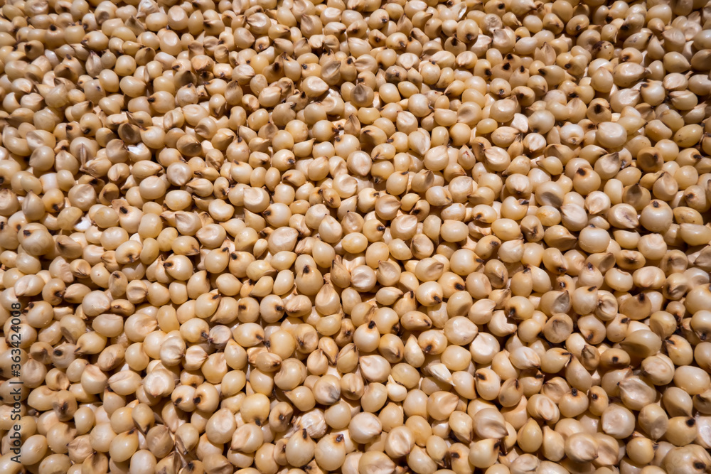 closeup view of a white millet (sorghum) Jowar closeup view of a white millet (sorghum) Jowar