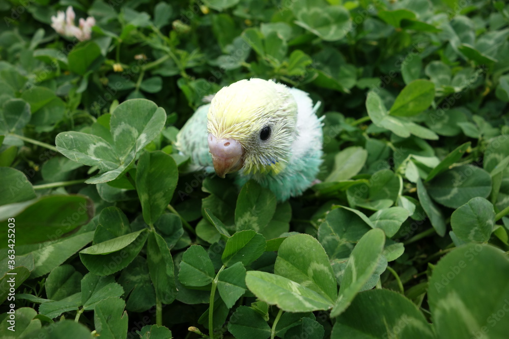 Obraz premium colorful young bird takes a walk in clover