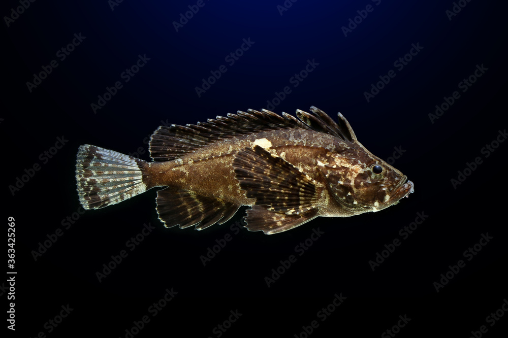 freshwater grouper fish isolated on black background freshwater grouper fish isolated on black background