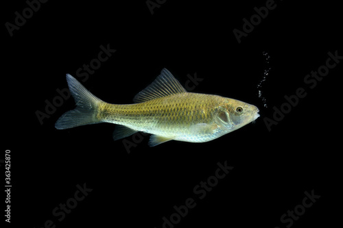 Osteochilus vittatus/ Nilem Bonylip barb fish Is a medium sized freshwater fish.from asia