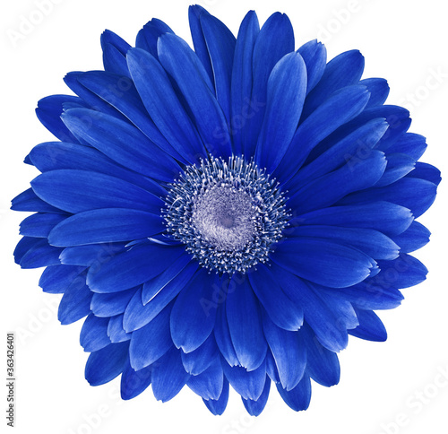 Blue  gerbera flower  isolated on a white  background. No shadows with clipping path. Close-up. Nature.