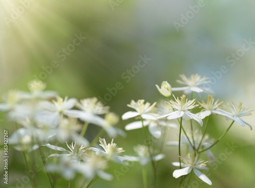 White flowers in the meadow on a green blurred background