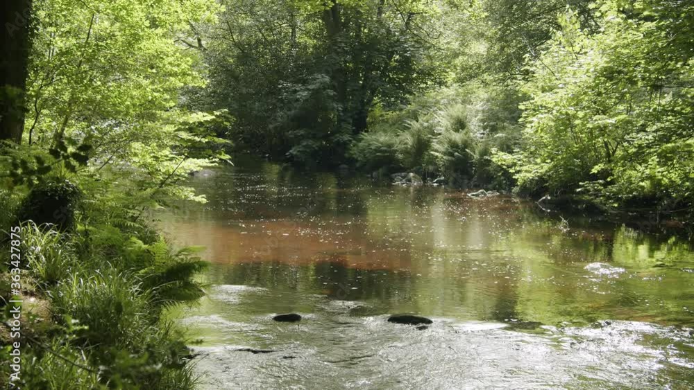 beautiful lush green sunlit woodland river beautiful lush green sunlit woodland river