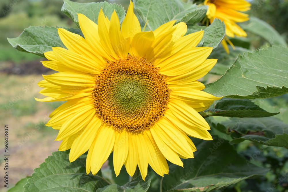 Naklejka premium sunflower on the plot in summer close-up