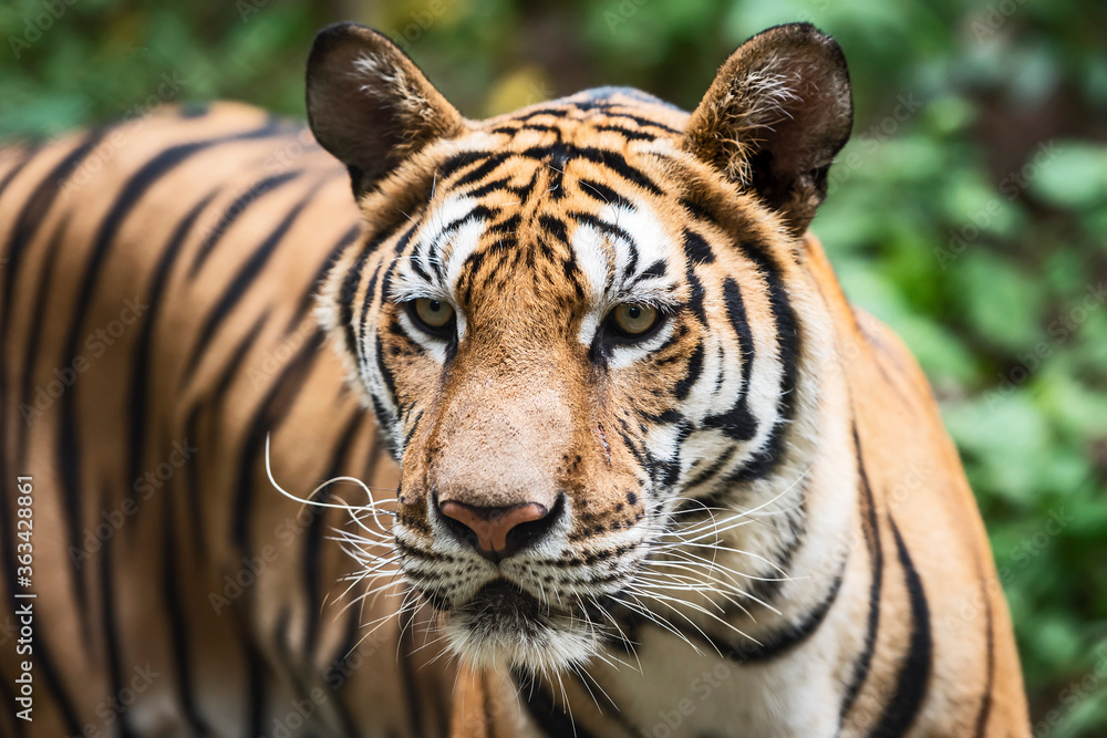 Photos of tiger naturally. Photos of tiger naturally.