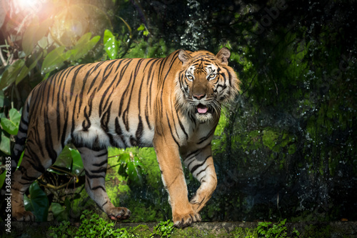 The tiger is looking for food in the forest.  Panthera tigris corbetti  in the natural habitat  wild dangerous animal in the natural habitat  in Thailand.