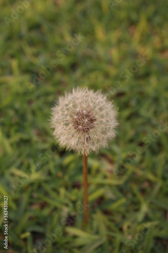 diente de león