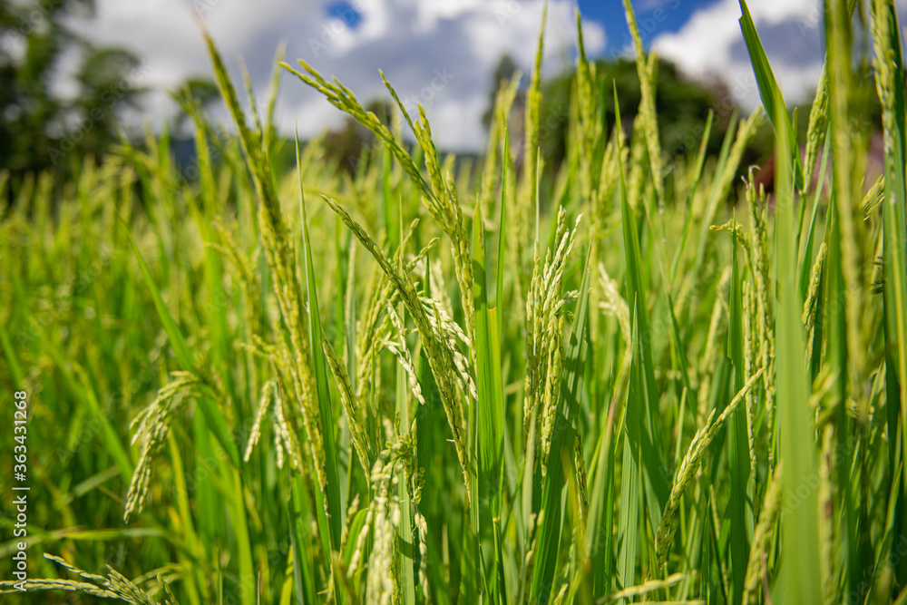 Green rice fields are getting their produce that is not fully ripe.