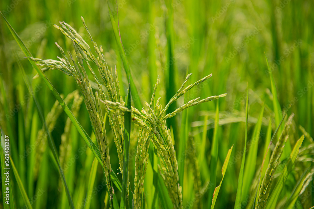 Green rice fields are getting their produce that is not fully ripe. Green rice fields are getting their produce that is not fully ripe.