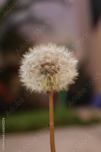 dandelion