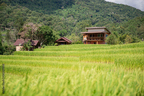 Green rice fields are getting their produce that is not fully ripe.