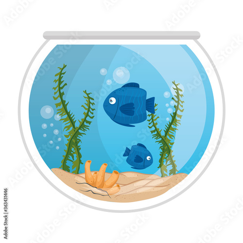 aquarium fishes with water, seaweed, aquarium marine pet vector illustration design