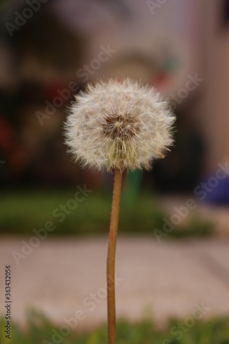dandelion