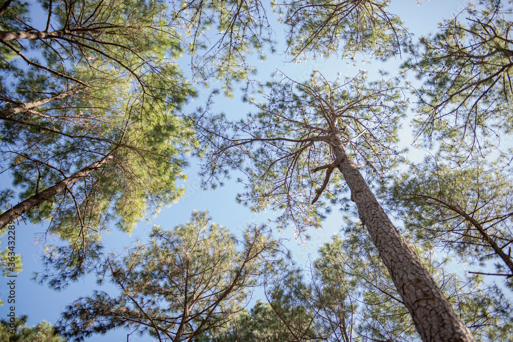 Fototapeta premium Beautiful pine forest that grows on the mountains.