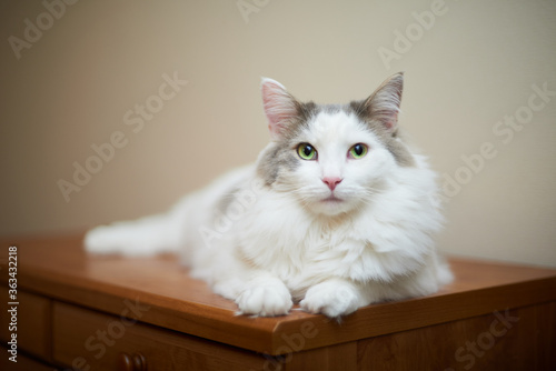 箪笥の上に座っている猫 © Baeg Myeong Jun