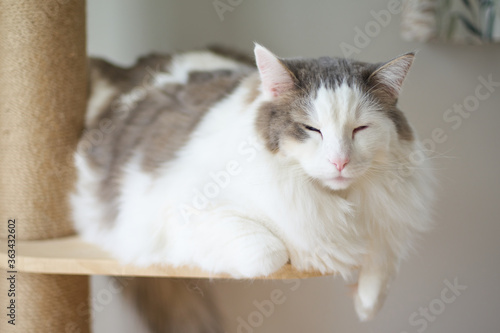 木の棚の上で寝ている猫