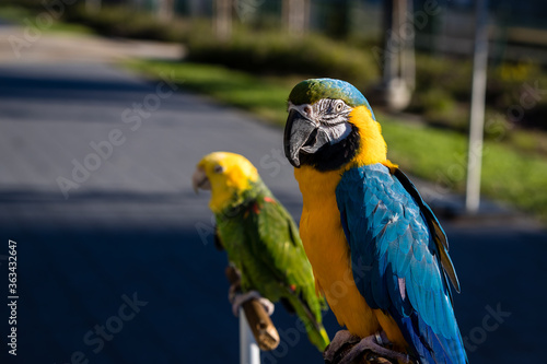 Closeup of Parrots